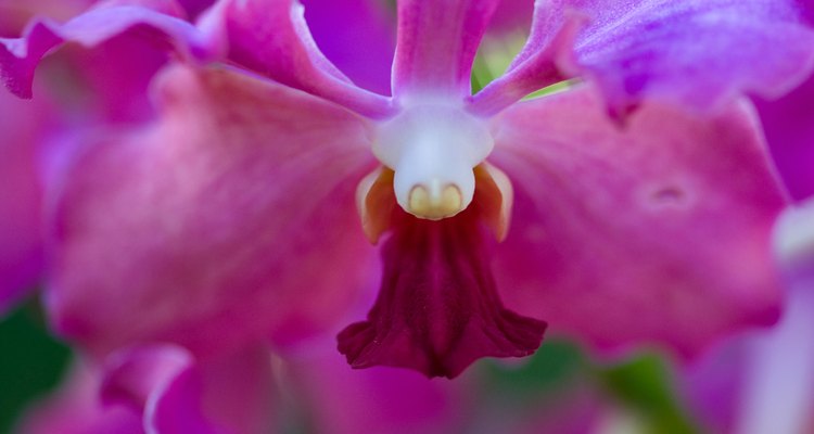 Una orquídea vista de cerca.