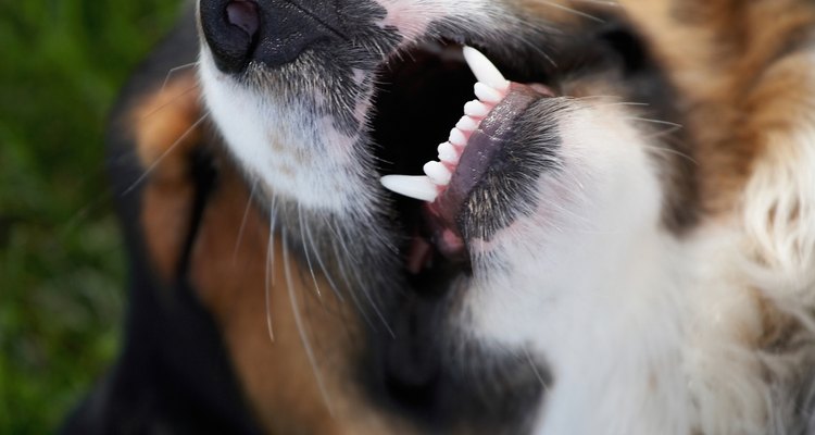 Limpia regularmente los dientes de tu perro.