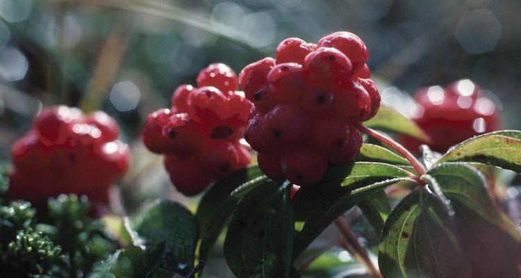 Learn how to dehydrate elderberries.