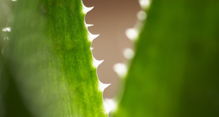 Aloe vera