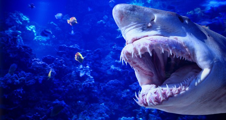 Los tiburones salían por los mares carboníferos en busca de comida más de lo que lo hacen hoy en día.