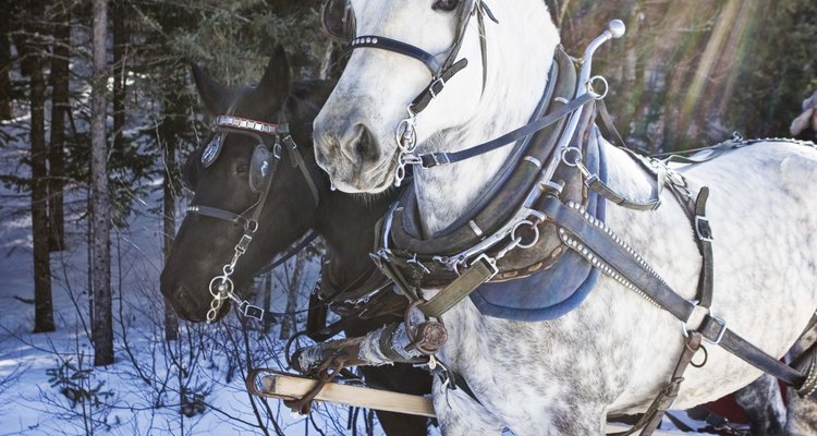 Manchas de esterco são particularmente visíveis em cavalos brancos ou claros