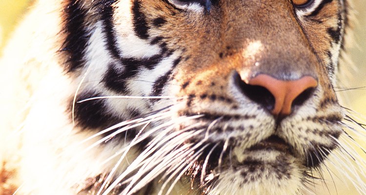 Los tigres están en la lista de especies en peligro de extinción.