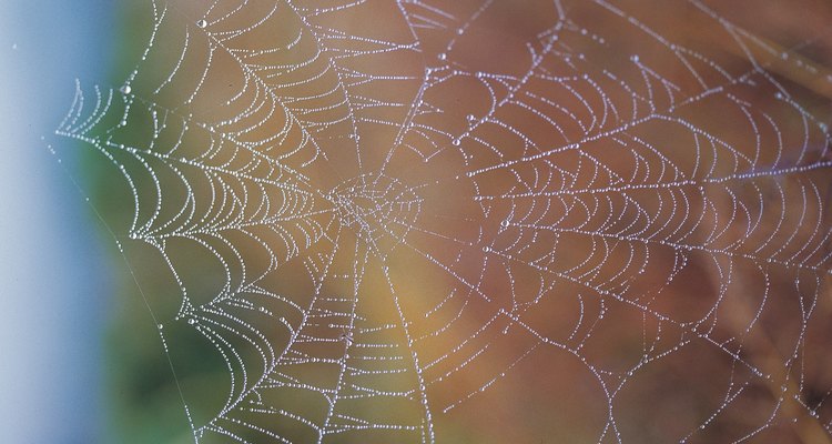 Aranhas-saltadoras são reconhecidas por suas pernas curtas e corpos peludos