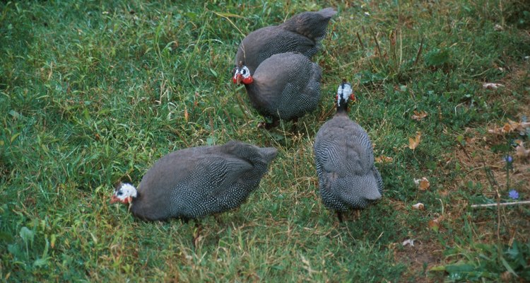 Las gallinas de Guinea protegen las granjas de depredadores como roedores y serpientes.