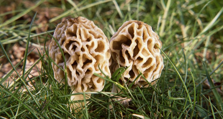 Morel mushrooms