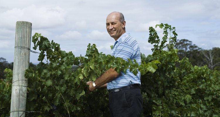 El mantenimiento anual de la vid es fundamental para el cultivo de uvas.