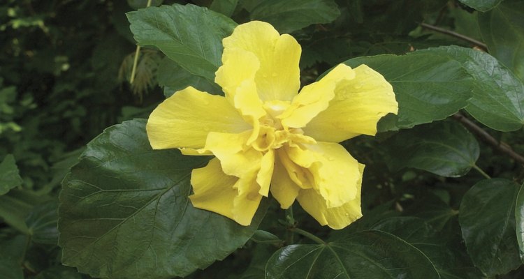 Las hojas del hibisco se conservan verdes cuando las condiciones de cultivo no cambian.