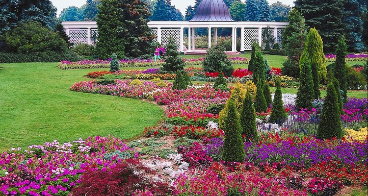 Marguerites are a beautiful choice for flowerbeds and borders.