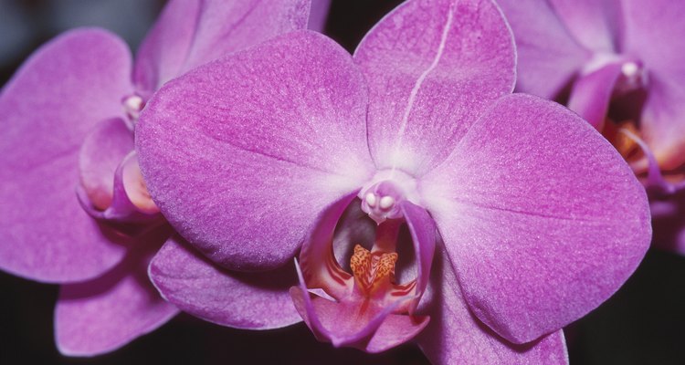 Trasplanta las orquídeas cada uno o dos años para mantenerlas saludables.