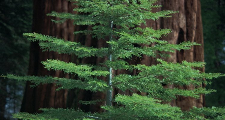 Redwood trees turn brown from environmental stress, such as drought.