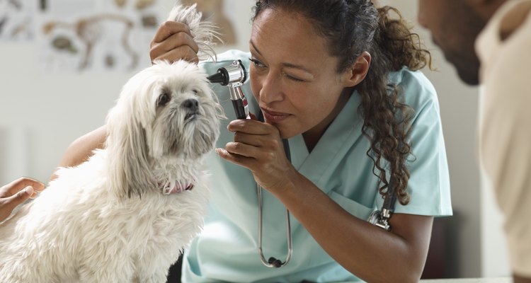 Consulte um veterinário antes de aplicar o Revolution em seu cão