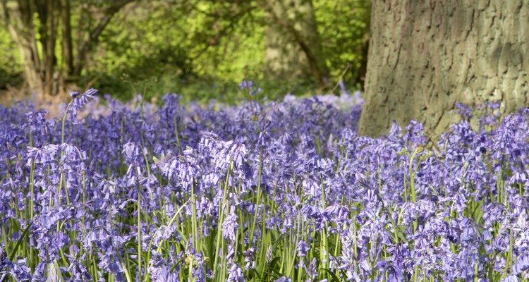 Lavender adds a light, soothing fragrance.