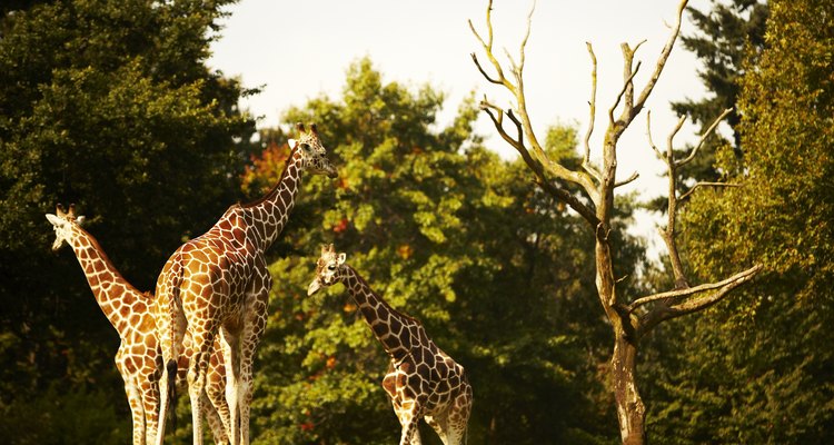 Las jirafas son animales sociales que viajan juntos.