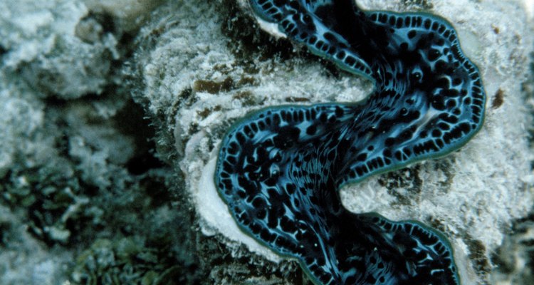 Ostras gigantes têm uma relação simbiótica, assim como os recifes de coral, com uma planta como a alga que vive perto dos recifes rasos, acima de 20 metros de profundidade