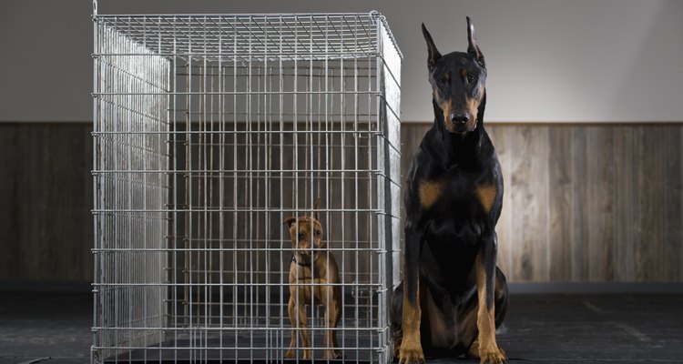 La jaula debe ser proporcionada al tamaño de tu perro.