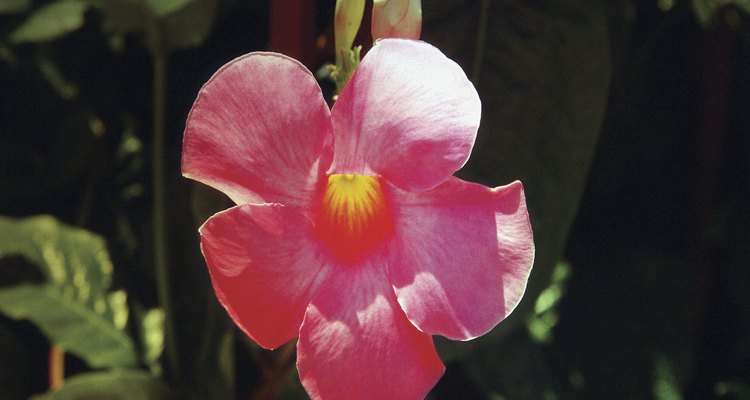 La dipladenia produce constantemente flores de color rosa.