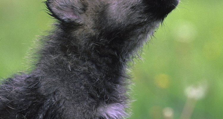 Cachorros e lobos possuem constituição genética similar