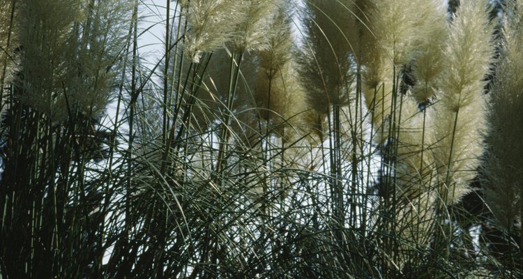 As árvores grandes e onduladas tornam os pampas facilmente reconhecíveis