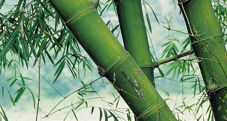 Las varas de bambú pueden convertirse en hermosas y económicas varillas para cortinas.