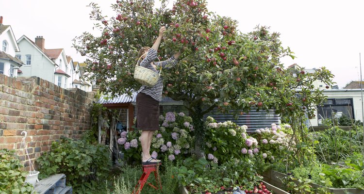 do-apple-trees-lose-their-leaves-in-the-winter