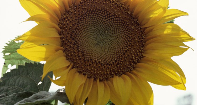 Los alegres girasoles son una fuente importante de alimento.