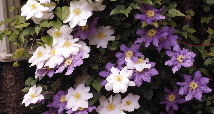 La clematis es una planta trepadora que crece en un enrejado.