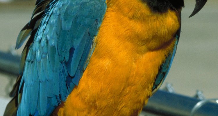 Los guacamayos azul y amarillo son aves extremadamente inteligentes. Pueden aprender trucos y adquirir un amplio vocabulario.