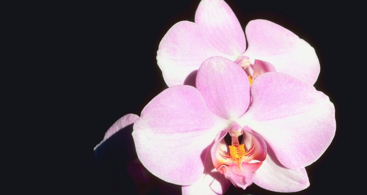 Retira las orquídeas secas de gel de sílice.