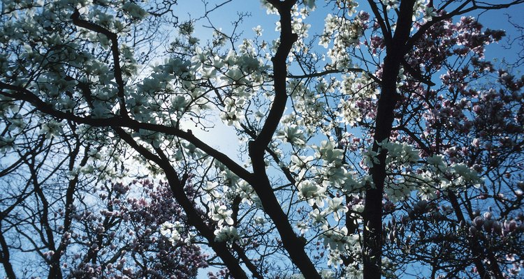 Gran árbol de magnolia cubierto de flores blancas.