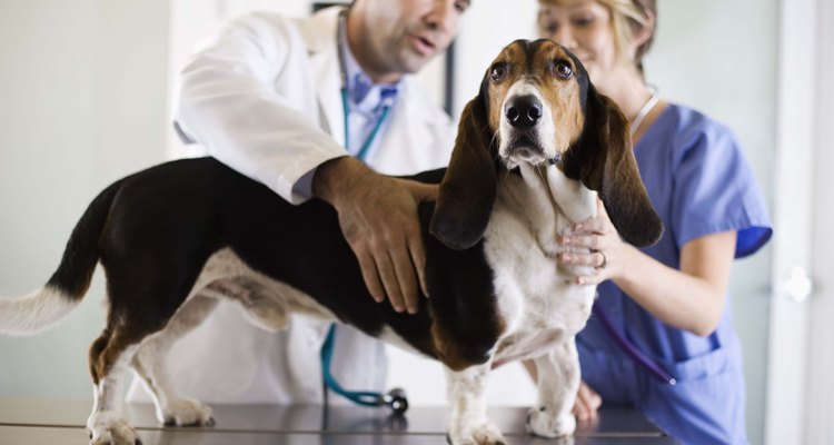 Una carrera como técnico veterinario puede ser una experiencia muy gratificante.
