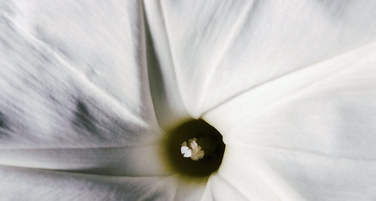 Belladona negra norteamericana, que florece en pequeñas flores blancas en forma de estrella.