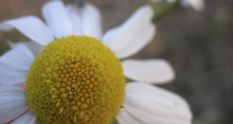 As flores de camomila são, algumas vezes, confundidas com margaridas