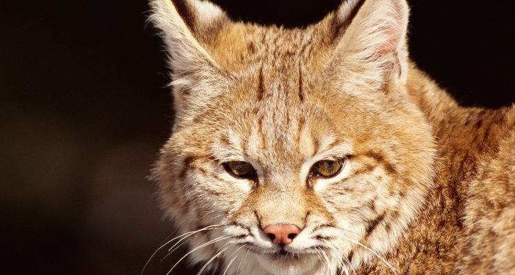 Los linces tienden a evitar el contacto humano.