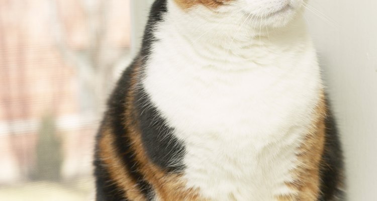 ¿Por qué la materia fecal de los gatos tiene parásitos?