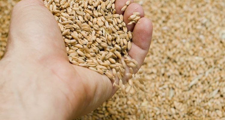 hand with grains