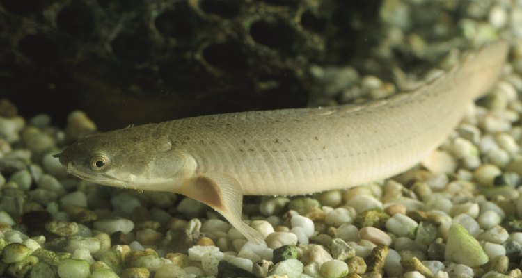 Equilibre o pH e a dureza da água com bicarbonato de sódio para manter os seus peixes saudáveis