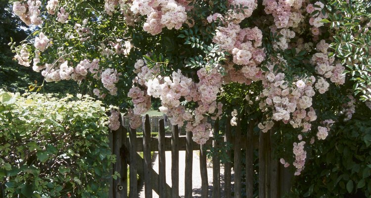 Rosas trepadeiras na treliça não são venenosas para os cães