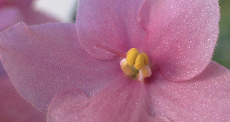 Las flores de la "Violeta Americana" son extremadamente delicadas.