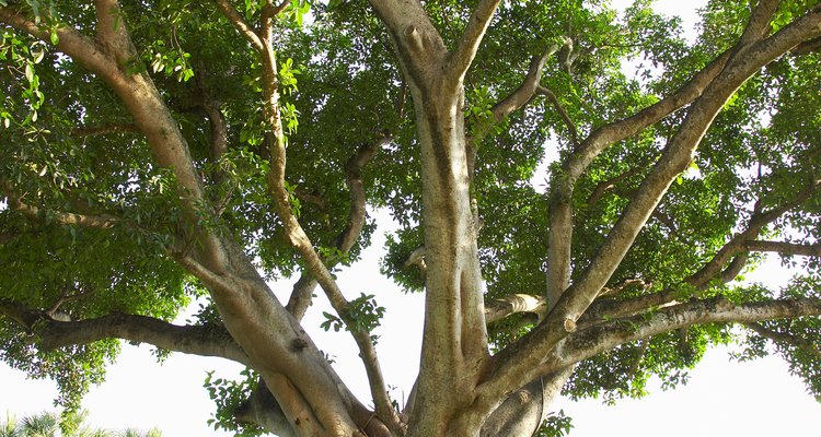 Las ramas de una higuera crean sombra total debajo del árbol.