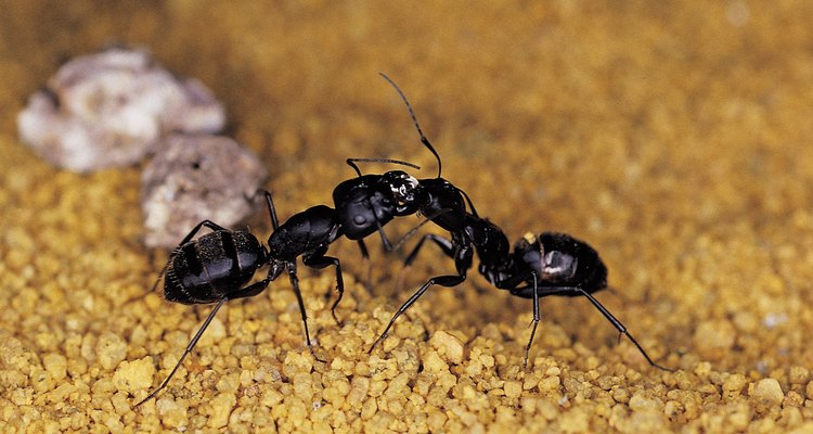 As formigas pretas gostam de construir os formigueiros em áreas onde há madeira úmida, tais como sob rodapés e paredes