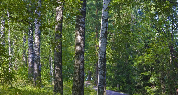 Birch wood can cause symptoms of toxicity in humans and animals.