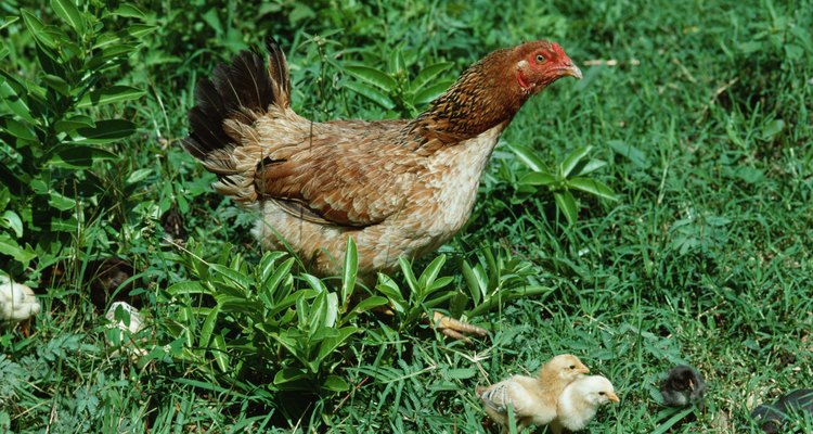 Atribua uma cor para cada galinha produtora de pintinhos