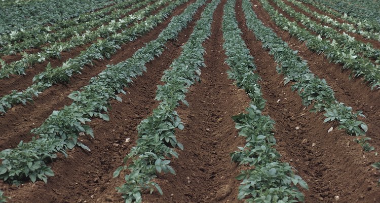 Certified disease-free seed potatoes develop into the healthiest plants.
