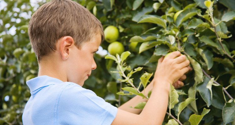 Apple trees should have unblemished green leaves.