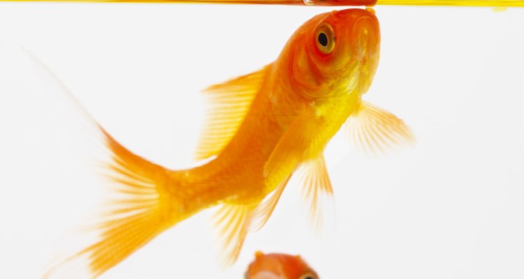 Los primeros peces dorados criados en cautiverio vivieron durante los años 618 - 907 d.C. en monasterios budistas.