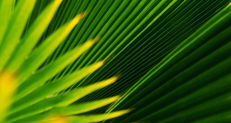 Trançar folhas de palmeira é uma tradição de muitas culturas