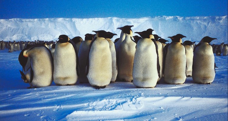 Hay diversas maneras de enseñar a los preescolares acerca de los pingüinos.