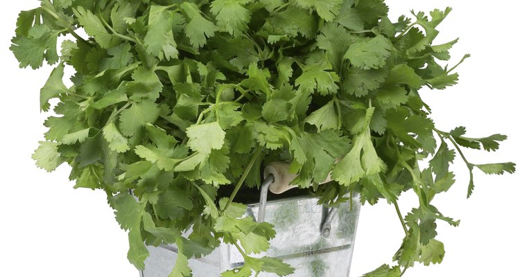 Las plantas de cilantro que se cultiva en macetas y jardines eventualmente producirán flores.