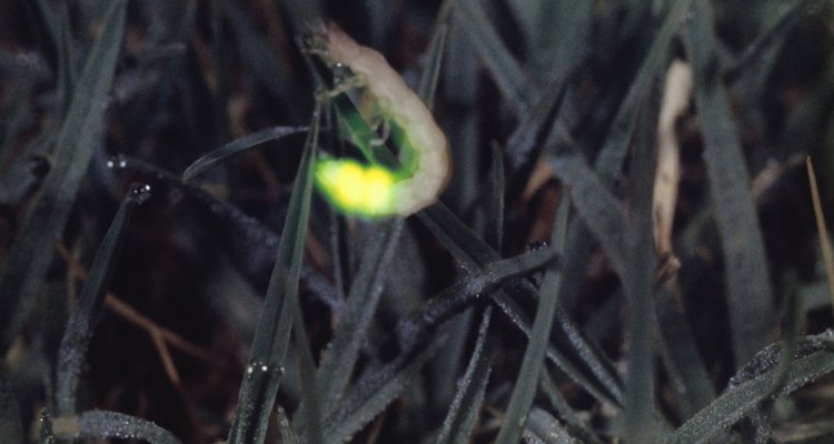 A larva do vaga-lume emite um brilho verde, assim como os adultos